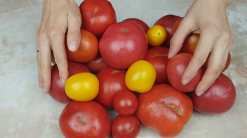 Vieglākais tomātu novākšana ziemai