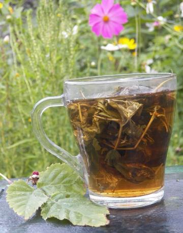Rudens augu tējas, asins plānāks Antiprostudny