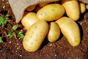 Netaisnīgi apmeloja: Kliedējot trīs mītus par briesmām kartupeļiem