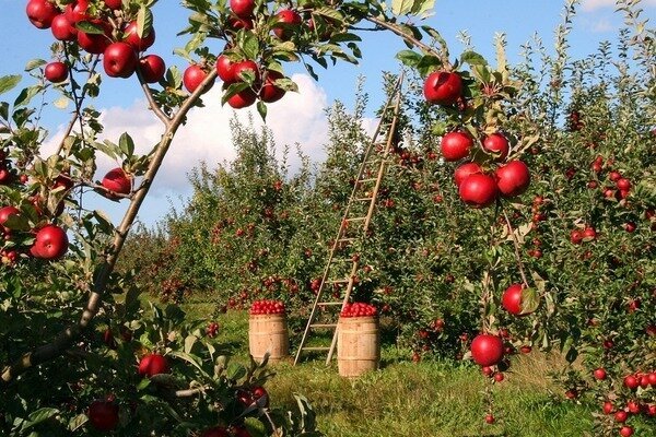 Viens ābols var nogalināt sliktu smaku. (Foto: Pixabay.com)