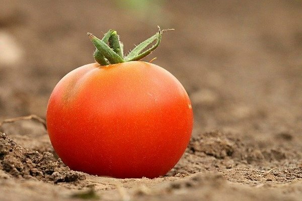 Daudzi cilvēki tomātus uzglabā ledusskapī. Izrādās, ka tā ir kļūda (Foto: pixabay.com)